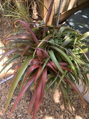 Tillandsia capitata
