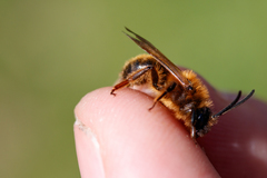 Andrena tibialis