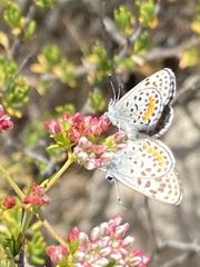 Euphilotes bernardino bernardino
