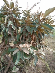 Miconia ferruginata