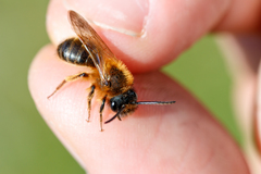 Andrena tibialis