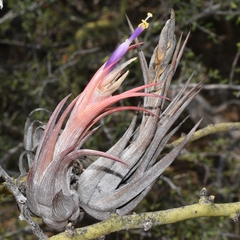 Tillandsia circinnatioides
