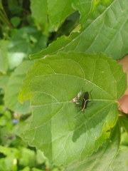Hypselonotus linea