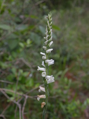 Spiranthes praecox