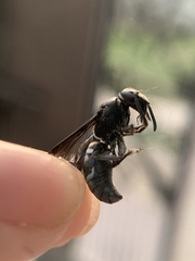 Indodynerus capitatus