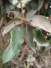 Miconia ferruginata