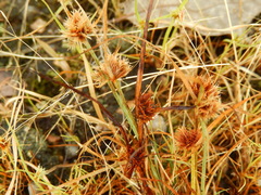 Cyperus granitophilus