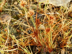 Cyperus granitophilus