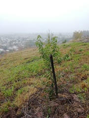 Schinus latifolia