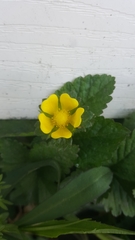Potentilla indica