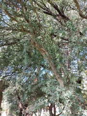 Geoffroea decorticans