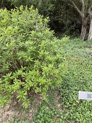Rhododendron × pulchrum