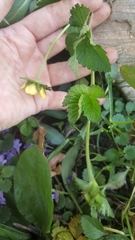 Potentilla indica