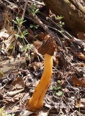 Morchella semilibera
