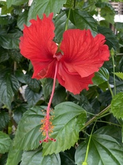 Hibiscus × archeri