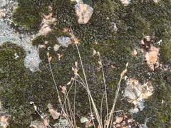 Bulbostylis capillaris