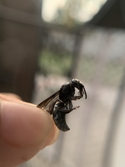 Indodynerus capitatus