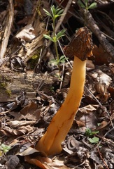 Morchella semilibera