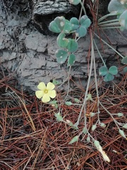 Oxalis