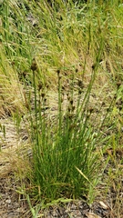 Juncus occidentalis