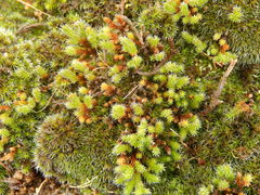 Selaginella peruviana