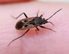 Rhyparochromus
