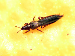 Pezothrips kellyanus