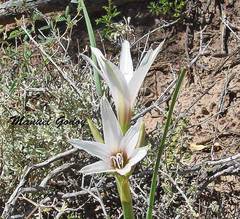Zephyranthes jamesonii