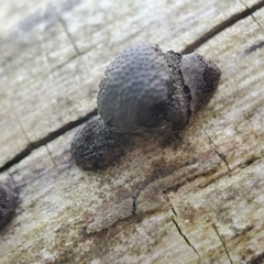 Daldinia childiae