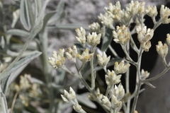 Pseudognaphalium thermale