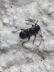 Phymatodes alni