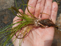 Isoetes melanopoda