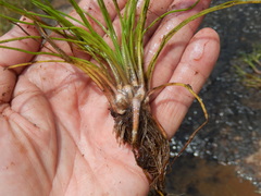 Isoetes melanopoda