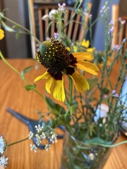 Rudbeckia amplexicaulis