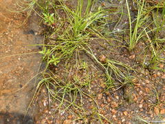 Isoetes melanopoda