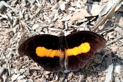 Catonephele acontius