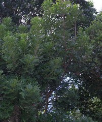 Harpephyllum caffrum