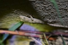 Mediodactylus russowii