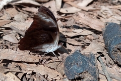 Catonephele acontius