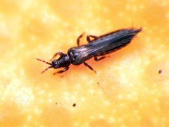 Pezothrips kellyanus