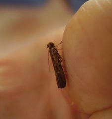 Helcystogramma phryganitis