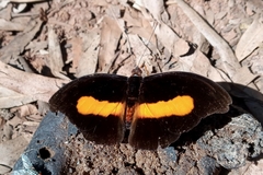 Catonephele acontius