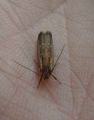 Helcystogramma phryganitis