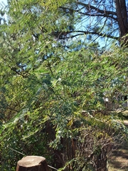 Erythrostemon gilliesii
