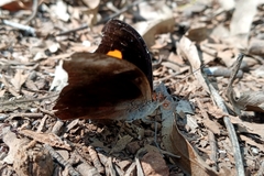 Catonephele acontius