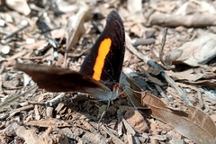 Catonephele acontius