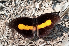 Catonephele acontius