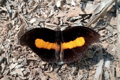 Catonephele acontius