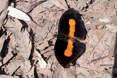 Catonephele acontius