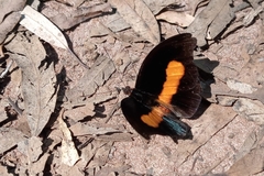 Catonephele acontius